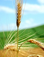Immagine Spiga
